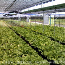 壽光永強大棚保溫被廠 守護冬日里的蔬菜“溫暖家園”